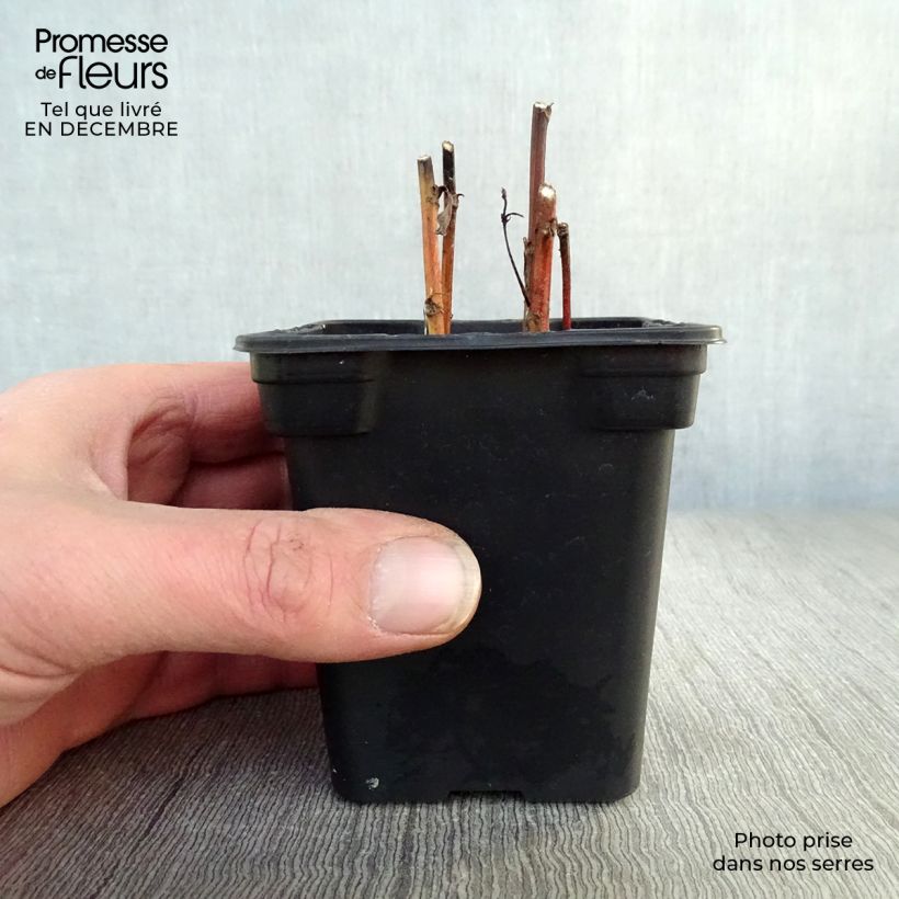 Mugwort - Artemisia vulgaris 7/8 cm pot sample as delivered in winter