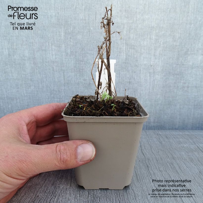 Artemisia vulgaris Oriental Limelight 8/9 cm pot sample as delivered in winter