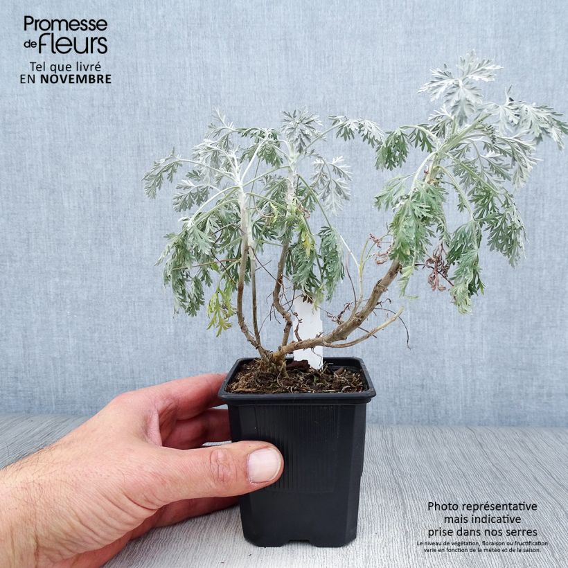 Artemisia arborescens Powis Castle 8/9 cm pot sample as delivered in autumn