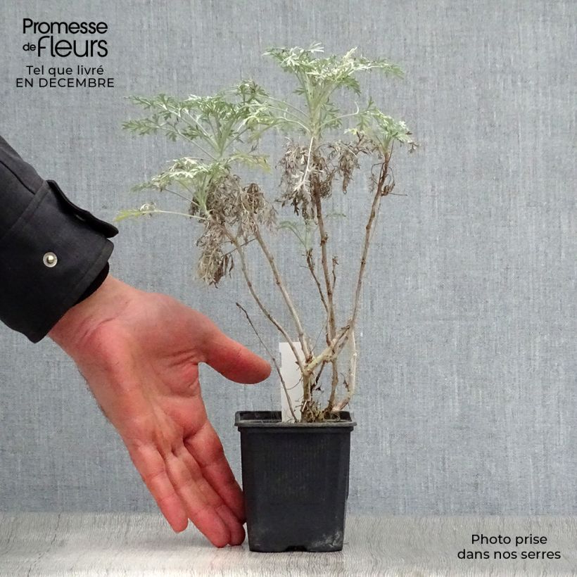 Artemisia arborescens Powis Castle 8/9 cm pot sample as delivered in winter