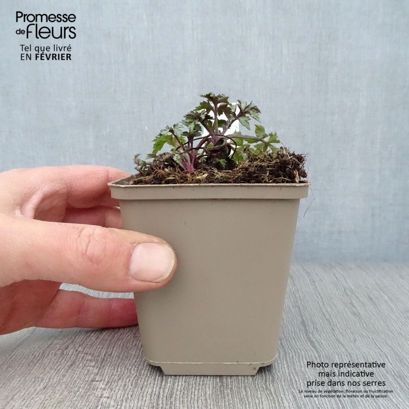 Artemisia lactiflora Jim Russell 8/9 cm pot sample as delivered in winter