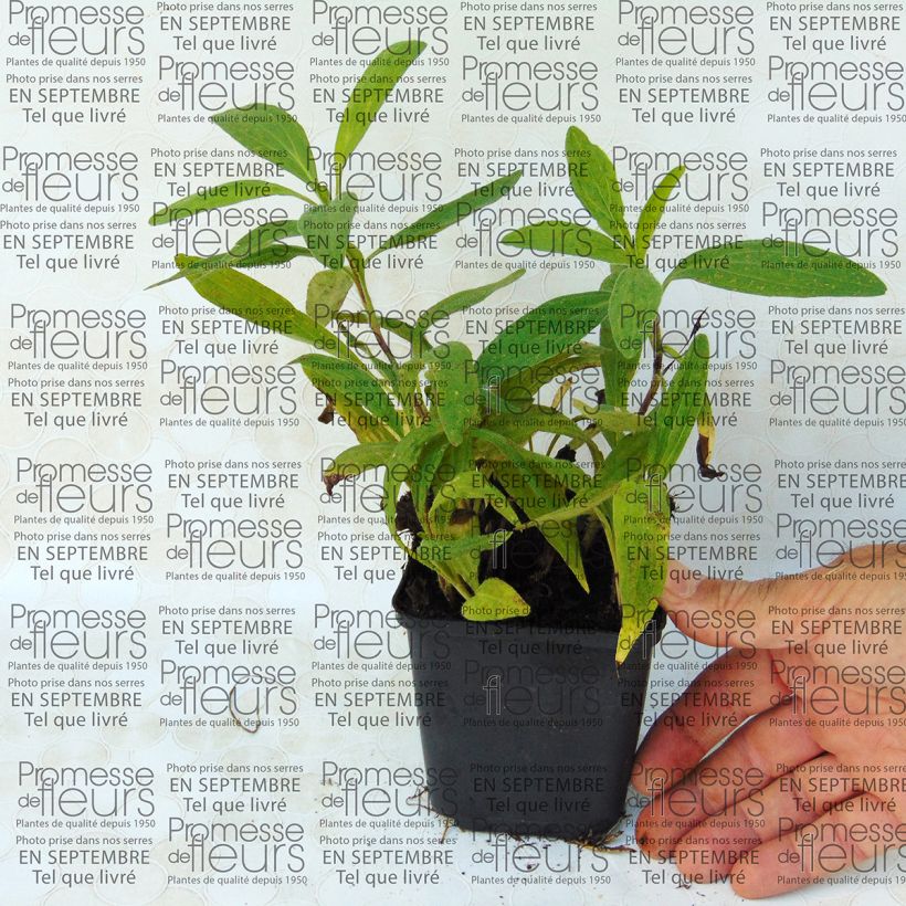 Example of Arnica chamissonis 8/9 cm pot specimen as delivered