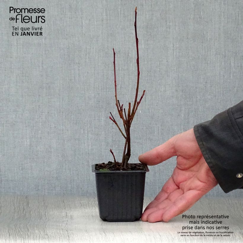 Aronia arbutifolia Brilliant 8/9 cm pot sample as delivered in winter