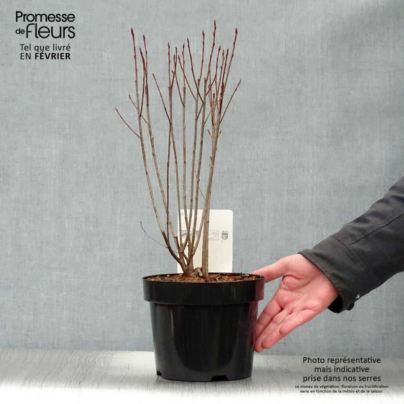 Aronia melanocarpa Professor Ed 2L/3L pot sample as delivered in winter