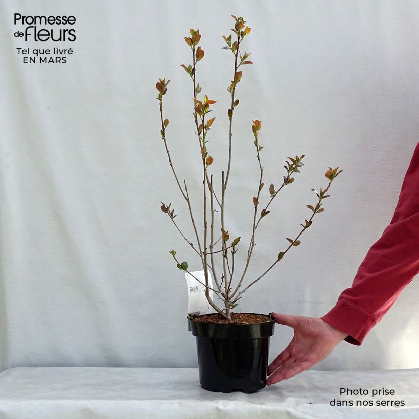 Aronia prunifolia Aron 2L/3L pot sample as delivered in spring