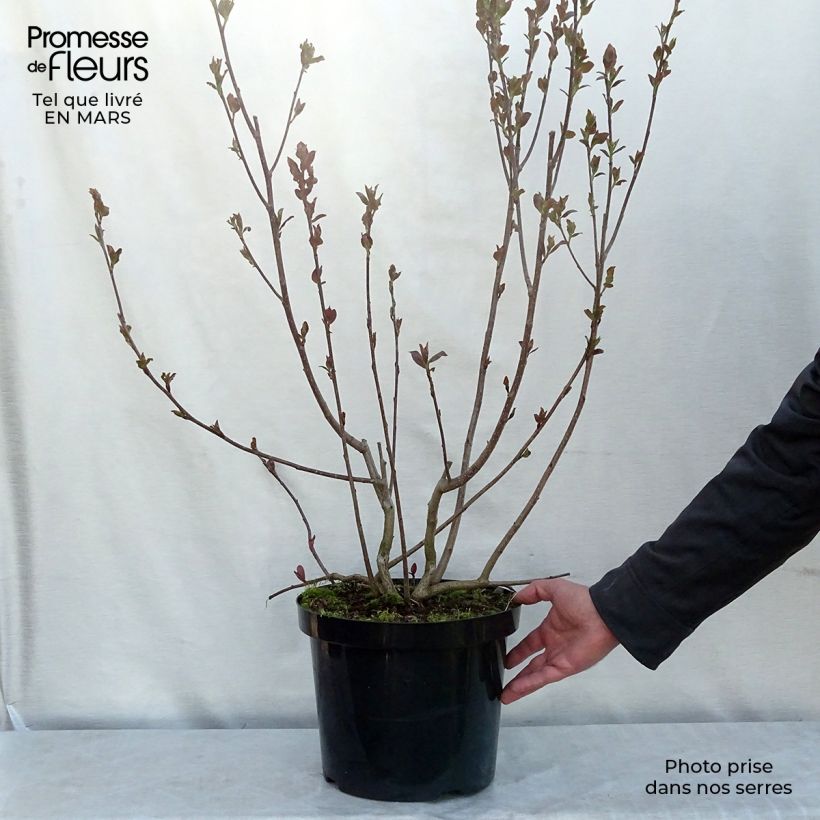 Aronia prunifolia Aron 7.5L/10L pot sample as delivered in winter