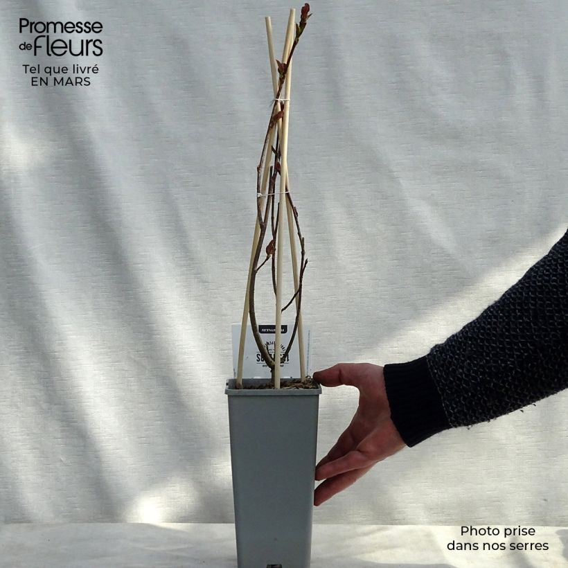 Aronia prunifolia Viking 1.5L/2L pot sample as delivered in winter