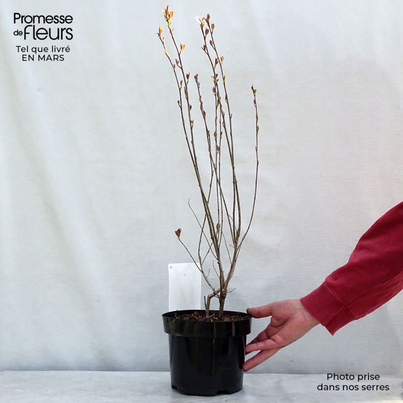 Aronia melanocarpa Hugin 2L/3L pot sample as delivered in winter