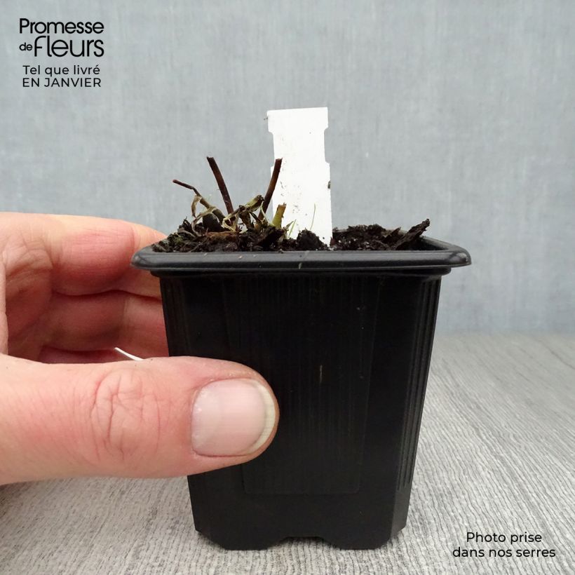 Arthropodium candidum Little Lilia 8/9 cm pot sample as delivered in winter