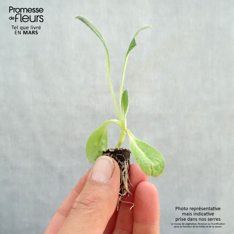 Organic Artichoke Imperial Star - Cynara scolymus Plug plant 1.5/2.5 cm sample as delivered in spring