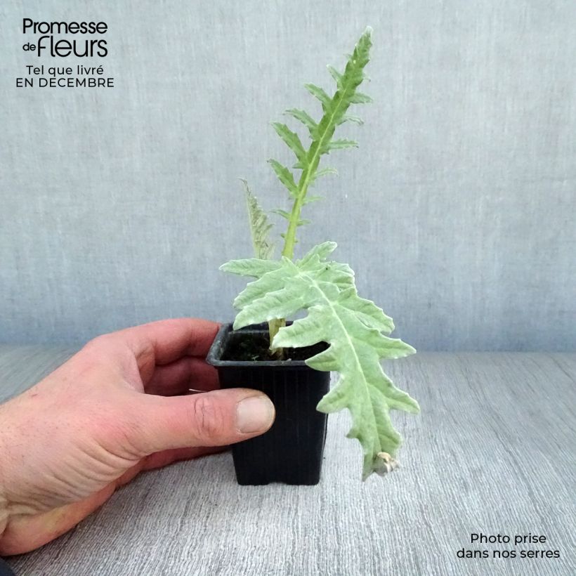 Artichoke Violet de Provence plants - Cynara scolymus 7/8 cm pot sample as delivered in winter