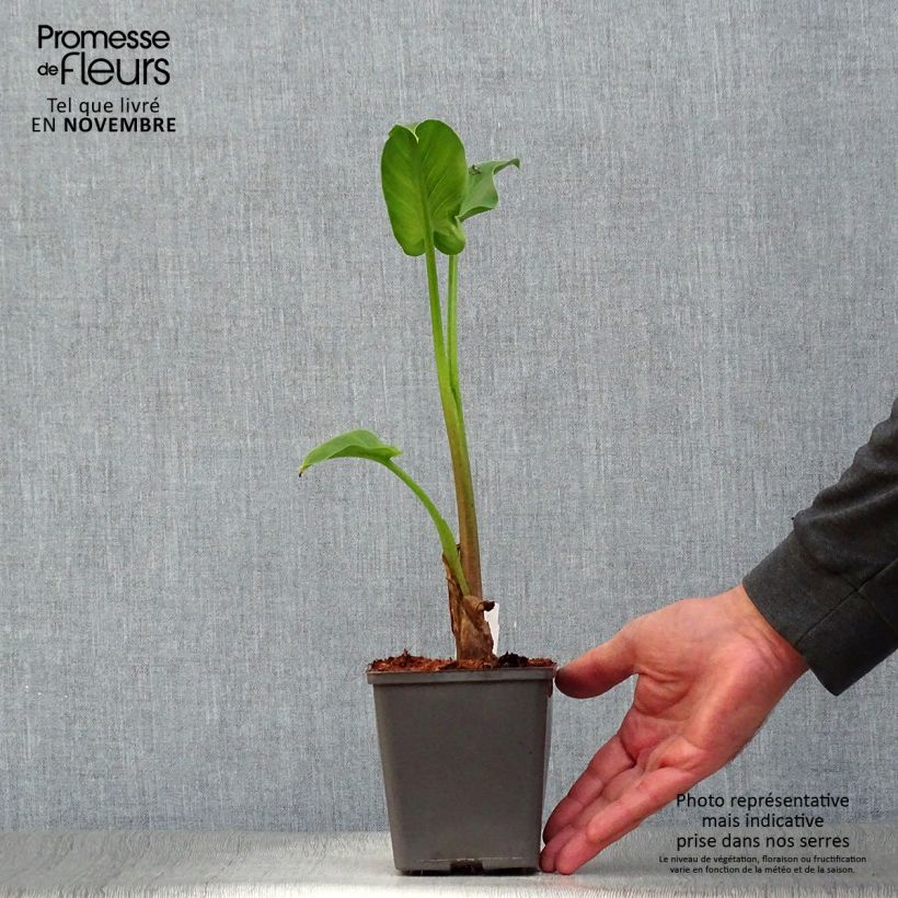 Zantedeschia aethiopica - Calla Lily  8/9 cm pot sample as delivered in autumn