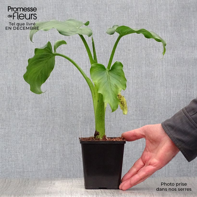 Zantedeschia aethiopica - Calla Lily  8/9 cm pot sample as delivered in winter