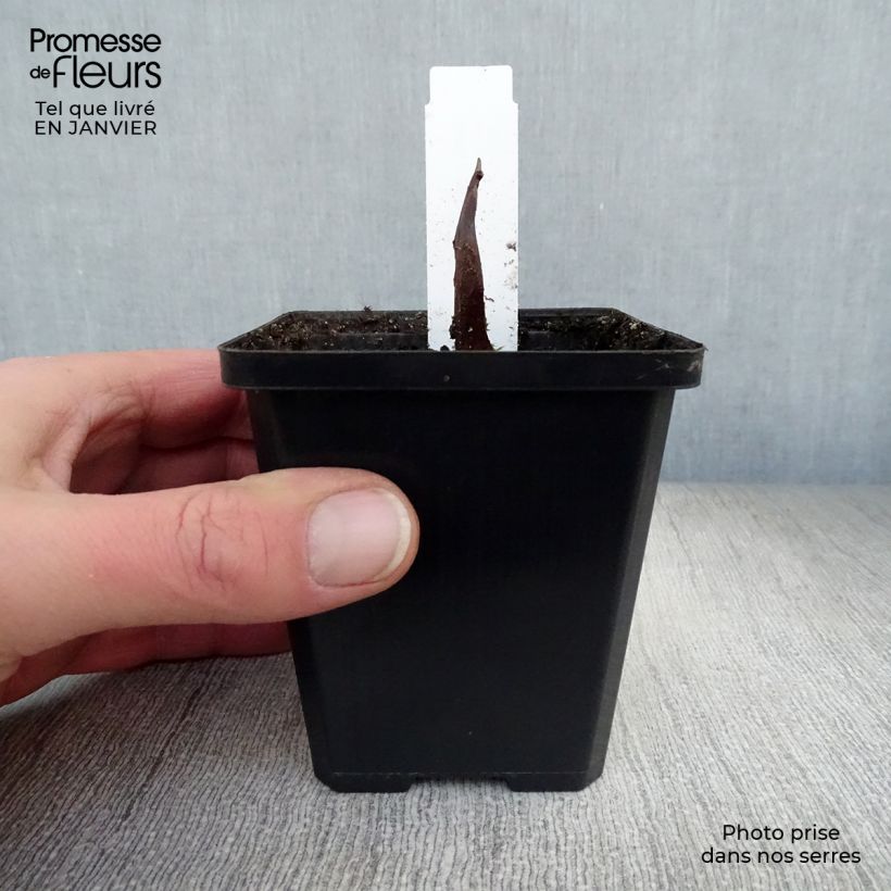 Calla palustris - Water arum 8/9 cm pot sample as delivered in winter