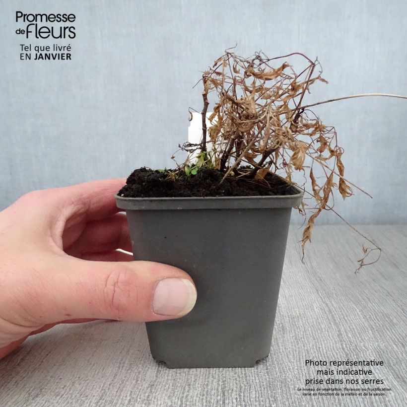 Aruncus dioïcus Kneiffii - Goat's Beard 8/9 cm pot sample as delivered in winter