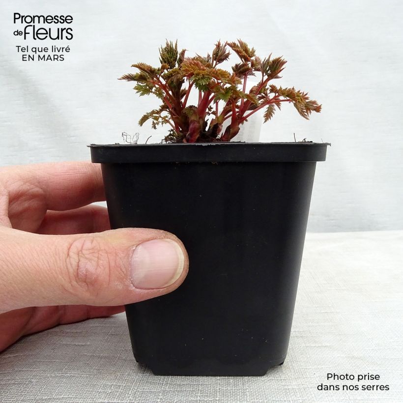 Aruncus Misty Lace 8/9 cm pot sample as delivered in winter