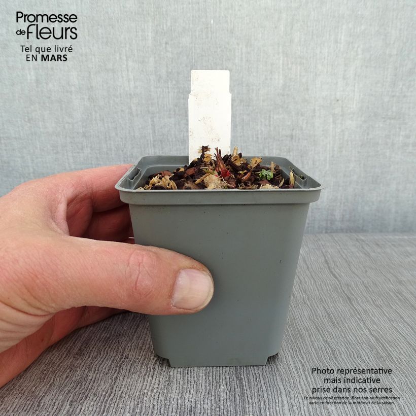 Aruncus sinensis Zweiweltenkind 8/9 cm pot sample as delivered in winter