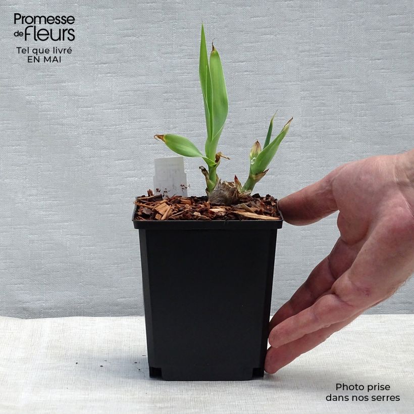Arundo donax 8/9 cm pot sample as delivered in spring