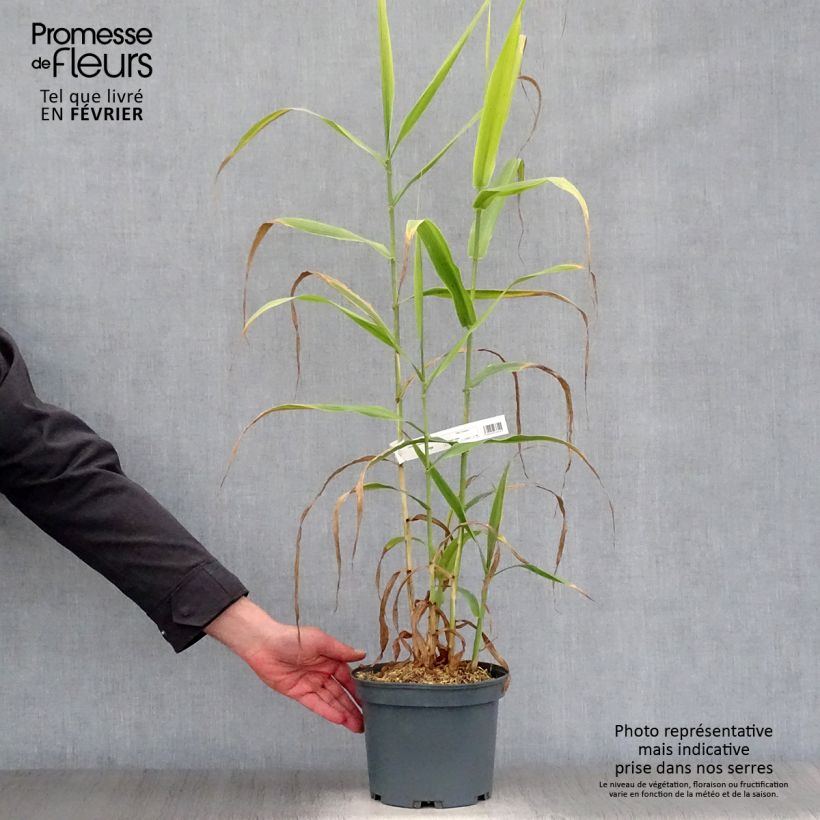 Arundo donax 3L/4L pot sample as delivered in winter