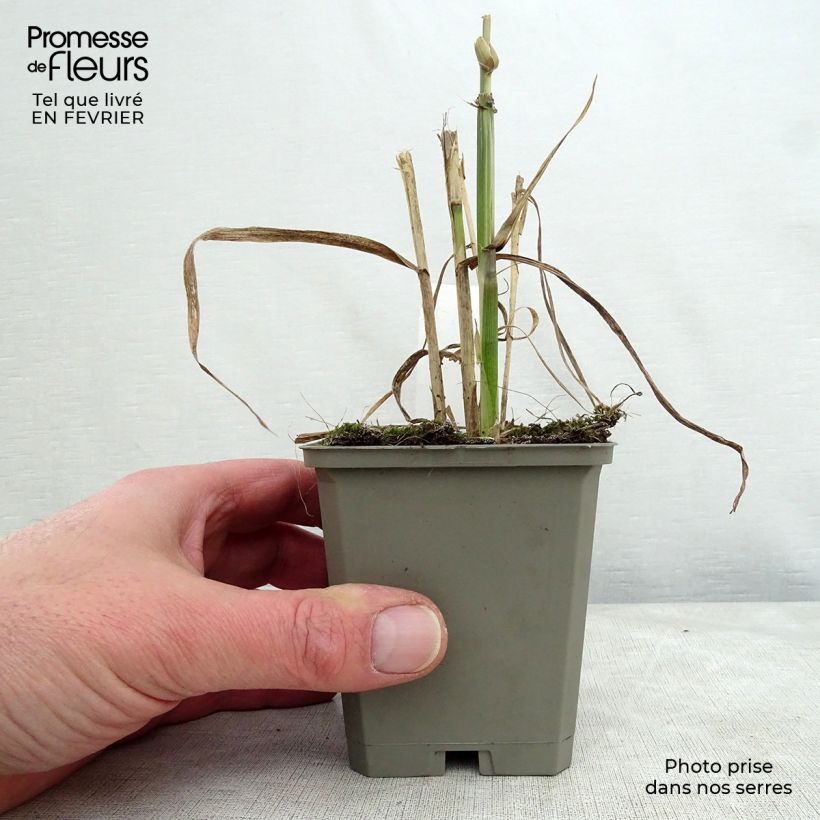 Arundo donax Versicolor 8/9 cm pot sample as delivered in winter