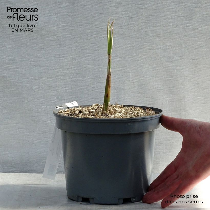 Arundo donax Versicolor 3L/4L pot sample as delivered in winter