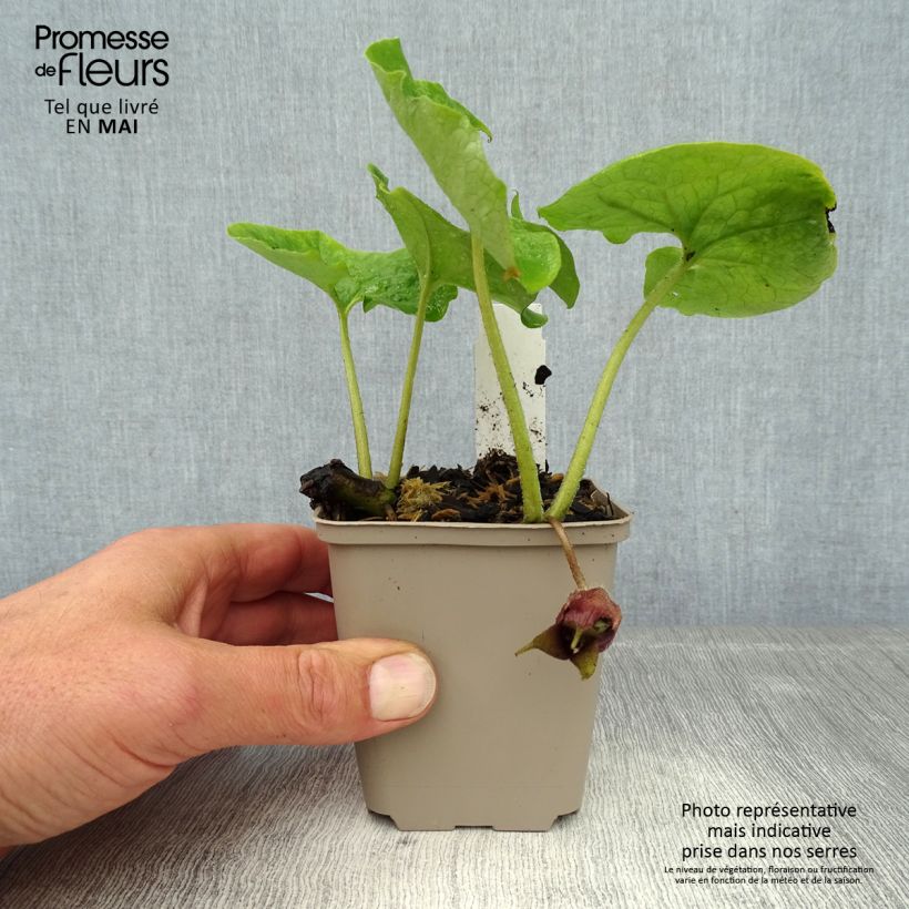 Asarum canadense 8/9 cm pot sample as delivered in spring