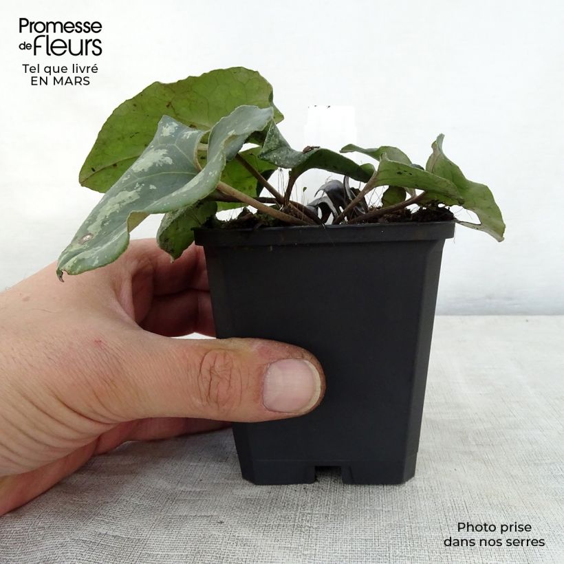 Asarum splendens 8/9 cm pot sample as delivered in spring