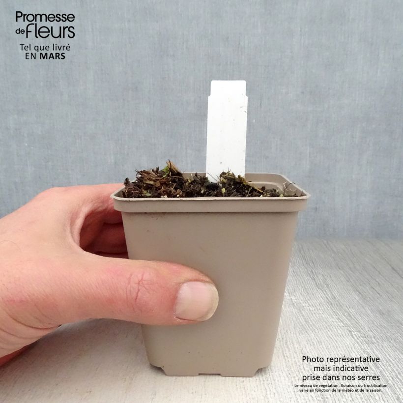 Asclepias speciosa - Milkweed 8/9 cm pot sample as delivered in spring