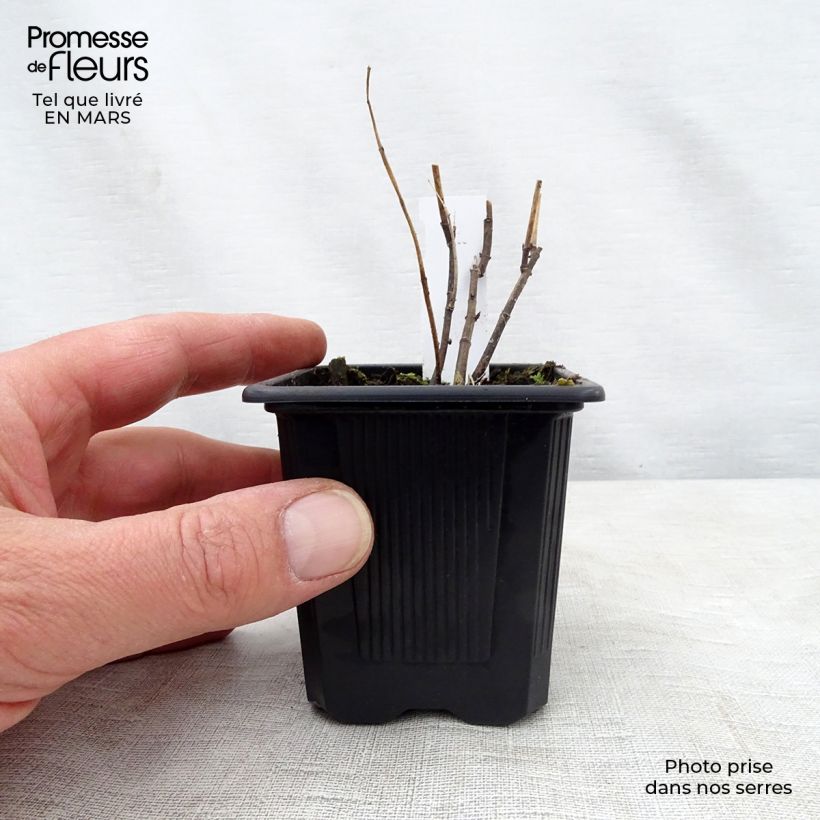 Asclepias incarnata - Milkweed 8/9 cm pot sample as delivered in spring