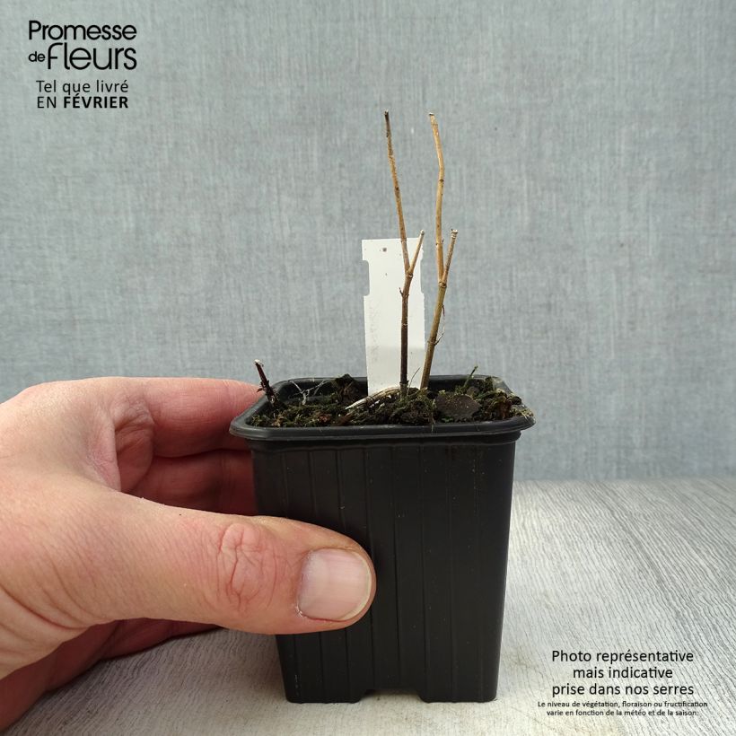 Asclepias incarnata - Milkweed 8/9 cm pot sample as delivered in winter