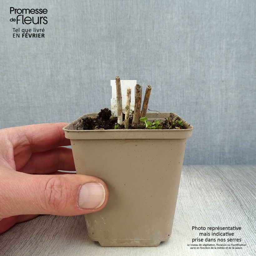 Asclepias incarnata Ice Ballet - Milkweed 8/9 cm pot sample as delivered in winter