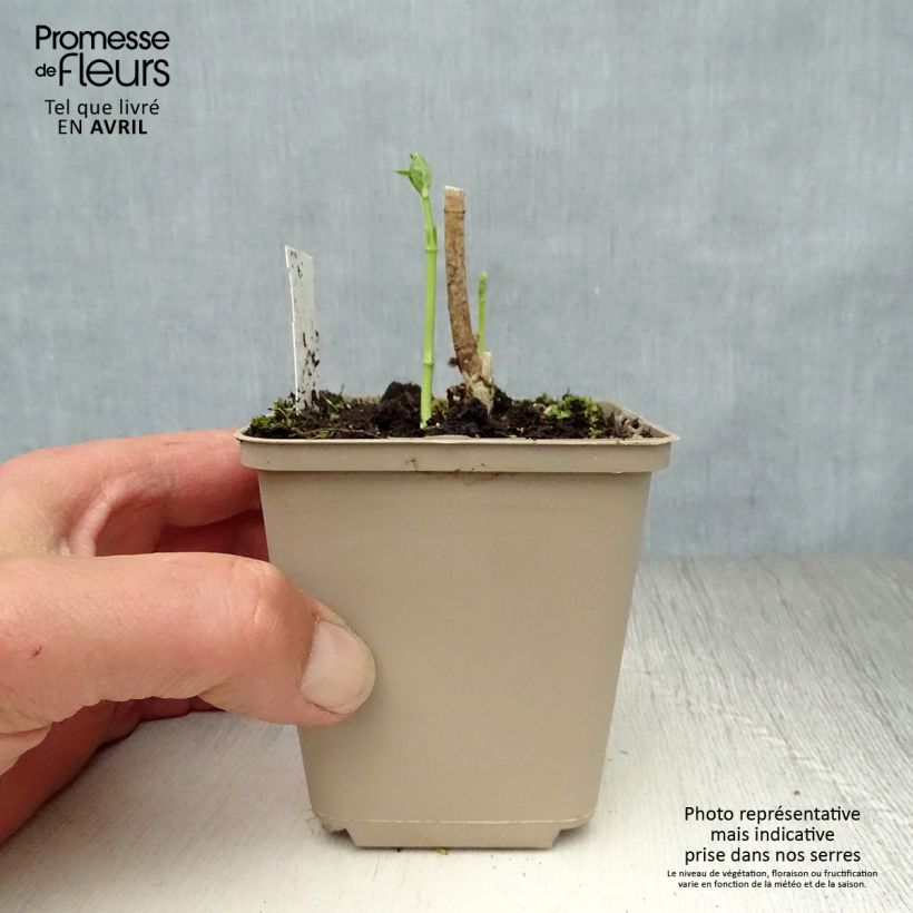 Asclepias incarnata Ice Ballet - Milkweed 8/9 cm pot sample as delivered in spring