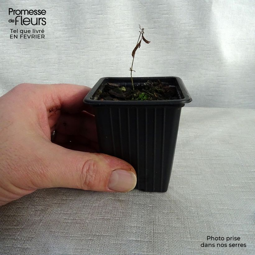 Asclepias tuberosa - Milkweed 7/8 cm pot sample as delivered in winter