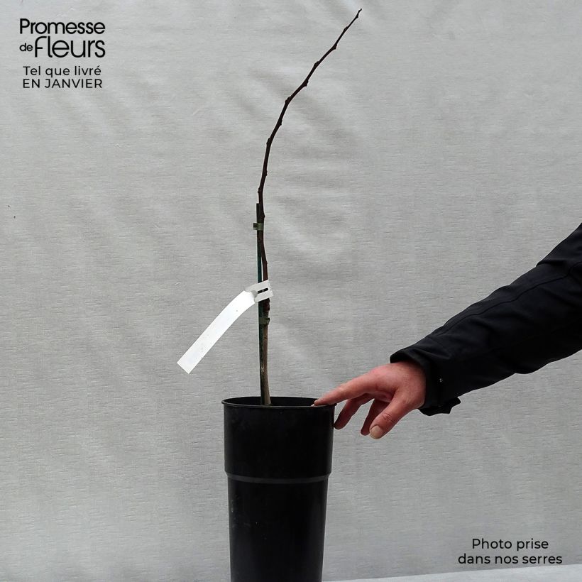 Asimina Prima 1216 - Pawpaw 4L/5L pot sample as delivered in winter