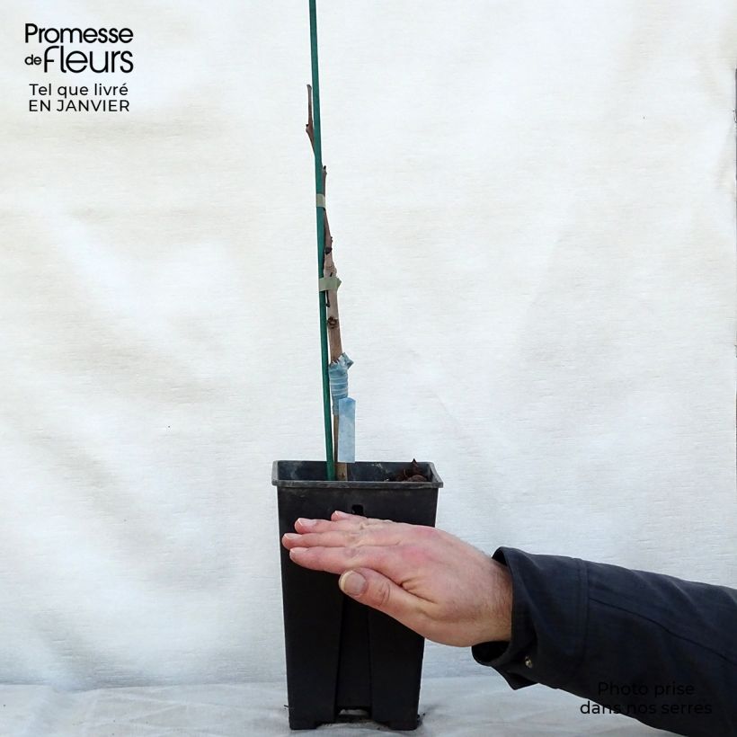 Asimina Prima 1216 - Pawpaw 2L/3L pot sample as delivered in winter