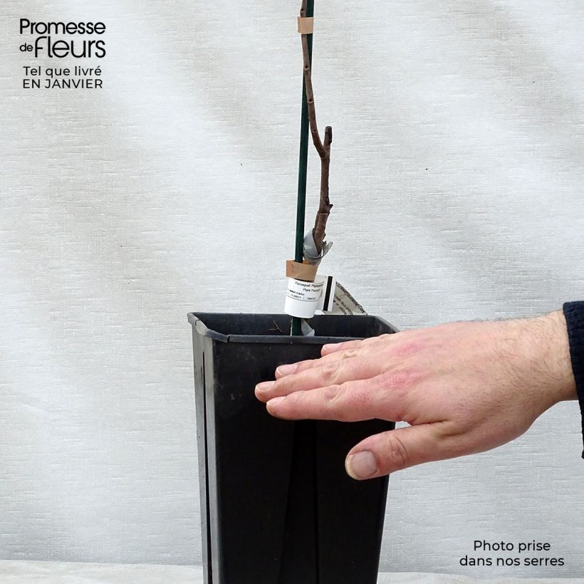 Asimina Sunflower - Pawpaw 2L/3L pot sample as delivered in winter