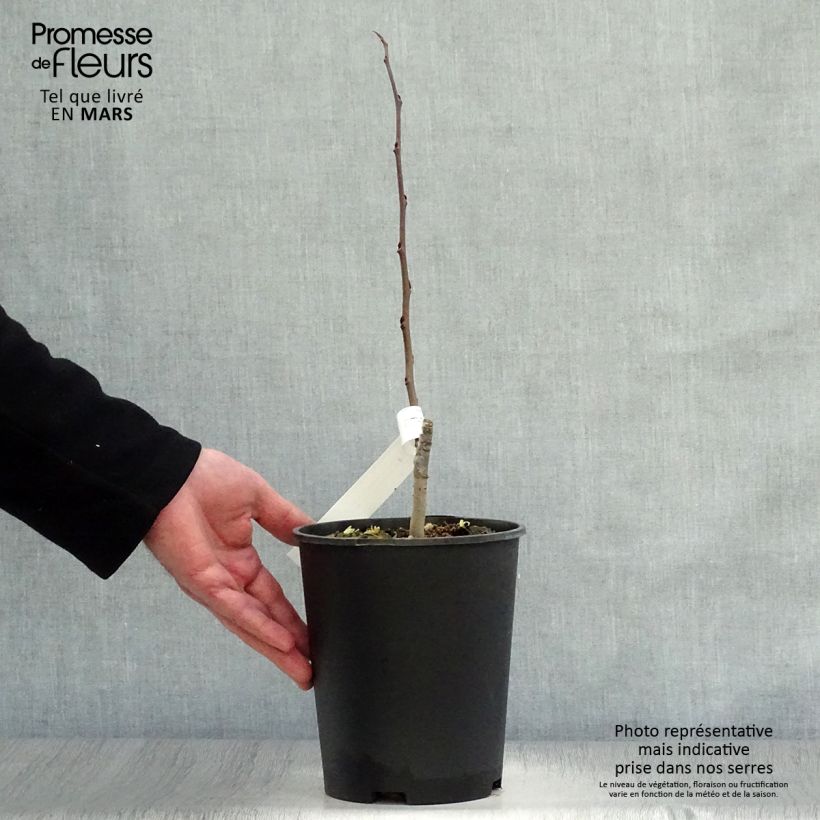 Asimina Sunflower - Pawpaw 2L/3L pot sample as delivered in spring