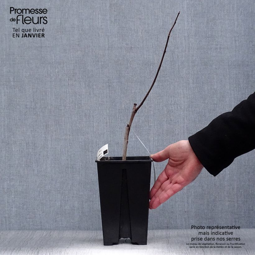 Asimina triloba Overleese - Pawpaw 3L/4L pot sample as delivered in winter