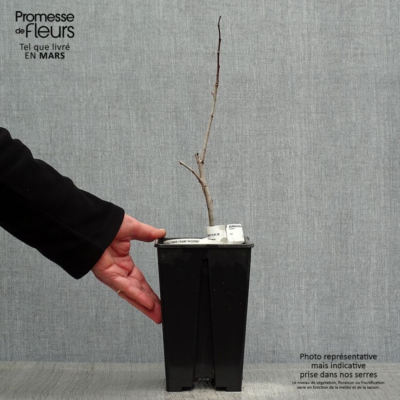 Asimina triloba Overleese - Pawpaw 3L/4L pot sample as delivered in spring