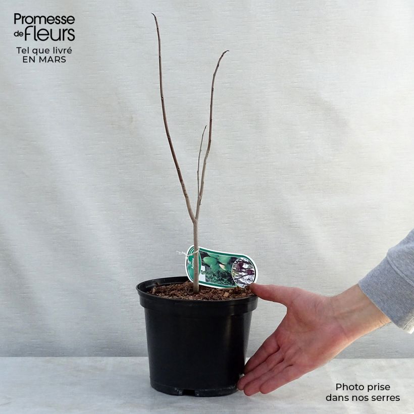 Asimina triloba - Pawpaw 2L/3L pot sample as delivered in spring