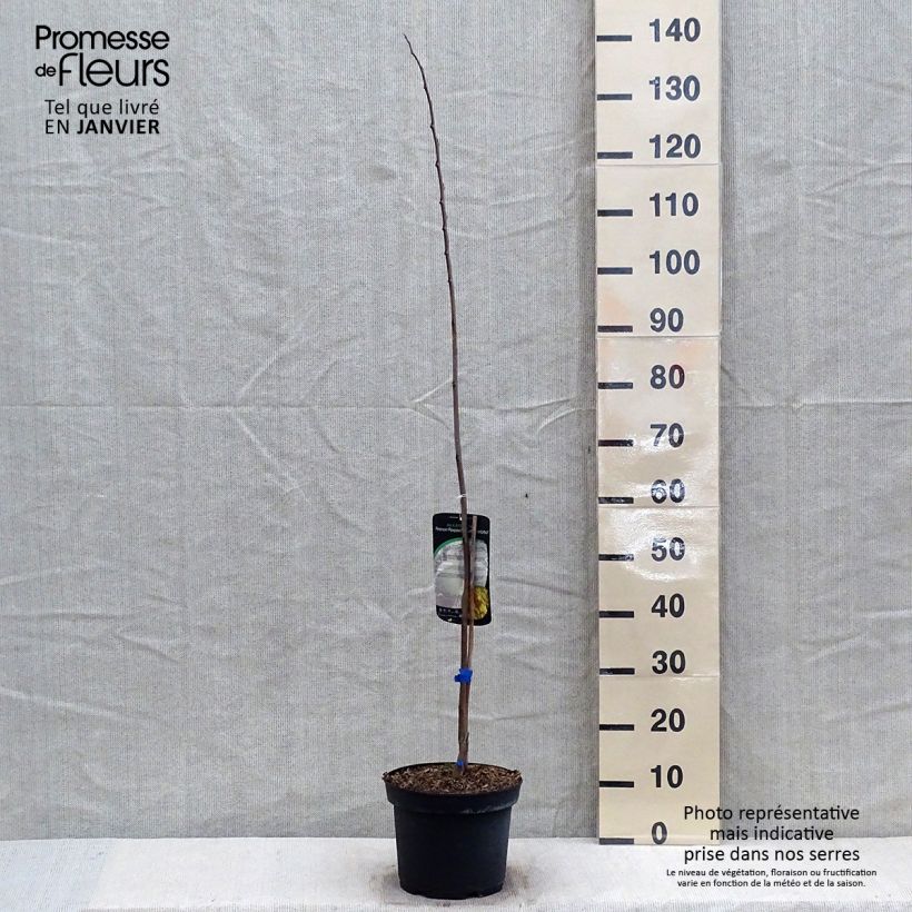 Asimina triloba Allegheny - Pawpaw 3L/4L pot sample as delivered in winter