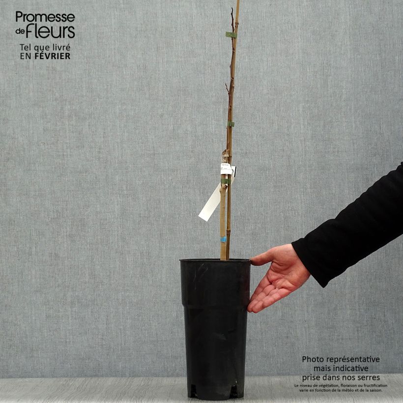 Asimina triloba Shenandoah - Pawpaw 3L/4L pot sample as delivered in winter