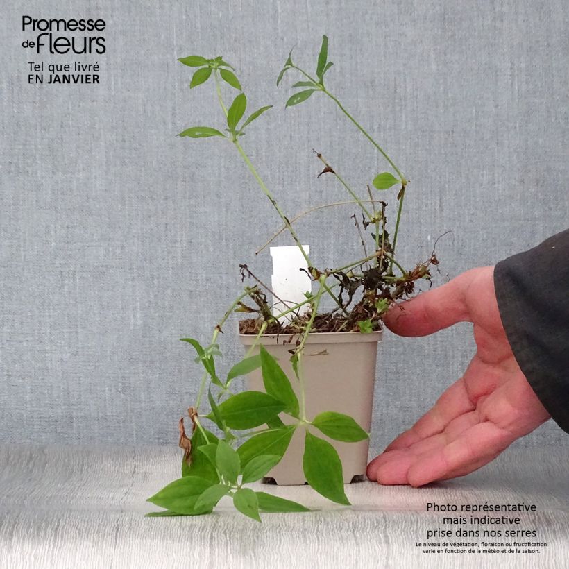 Asperula taurina 8/9 cm pot sample as delivered in winter