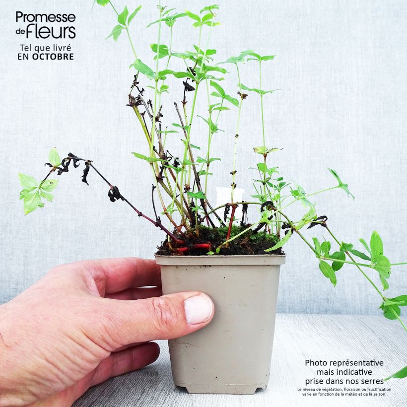 Asperula taurina 8/9 cm pot sample as delivered in autumn