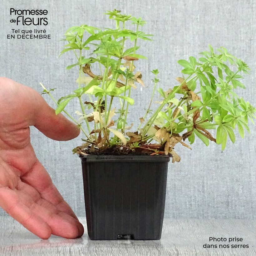 Galium odoratum 7/8 cm pot sample as delivered in winter