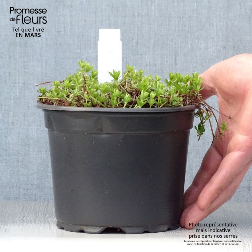 Galium odoratum 2L/3L pot sample as delivered in spring