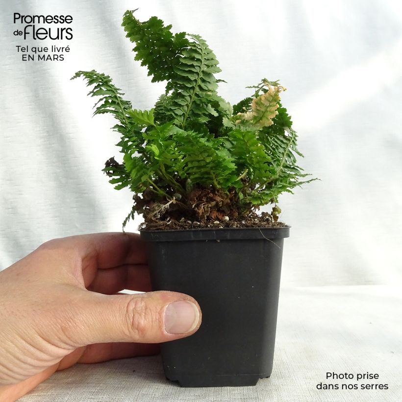 Polystichum setiferum Congestum - Soft Shield Fern 8/9 cm pot sample as delivered in winter