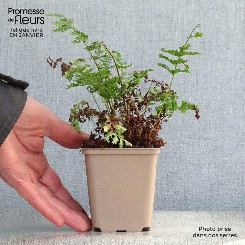 Polystichum setiferum Proliferum Wollastonii - Soft Shield Fern 8/9 cm pot sample as delivered in winter