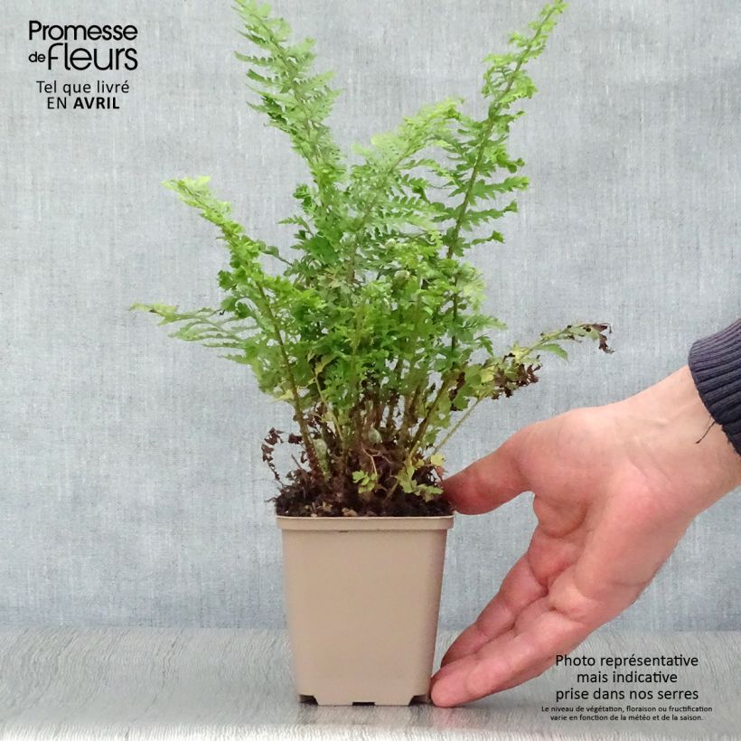 Polystichum setiferum Proliferum Wollastonii - Soft Shield Fern 8/9 cm pot sample as delivered in spring