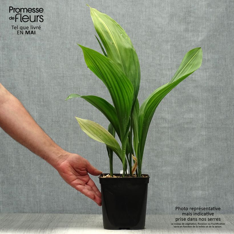 Aspidistra elatior Zebra - Cast-Iron Plant 2L/3L pot sample as delivered in spring